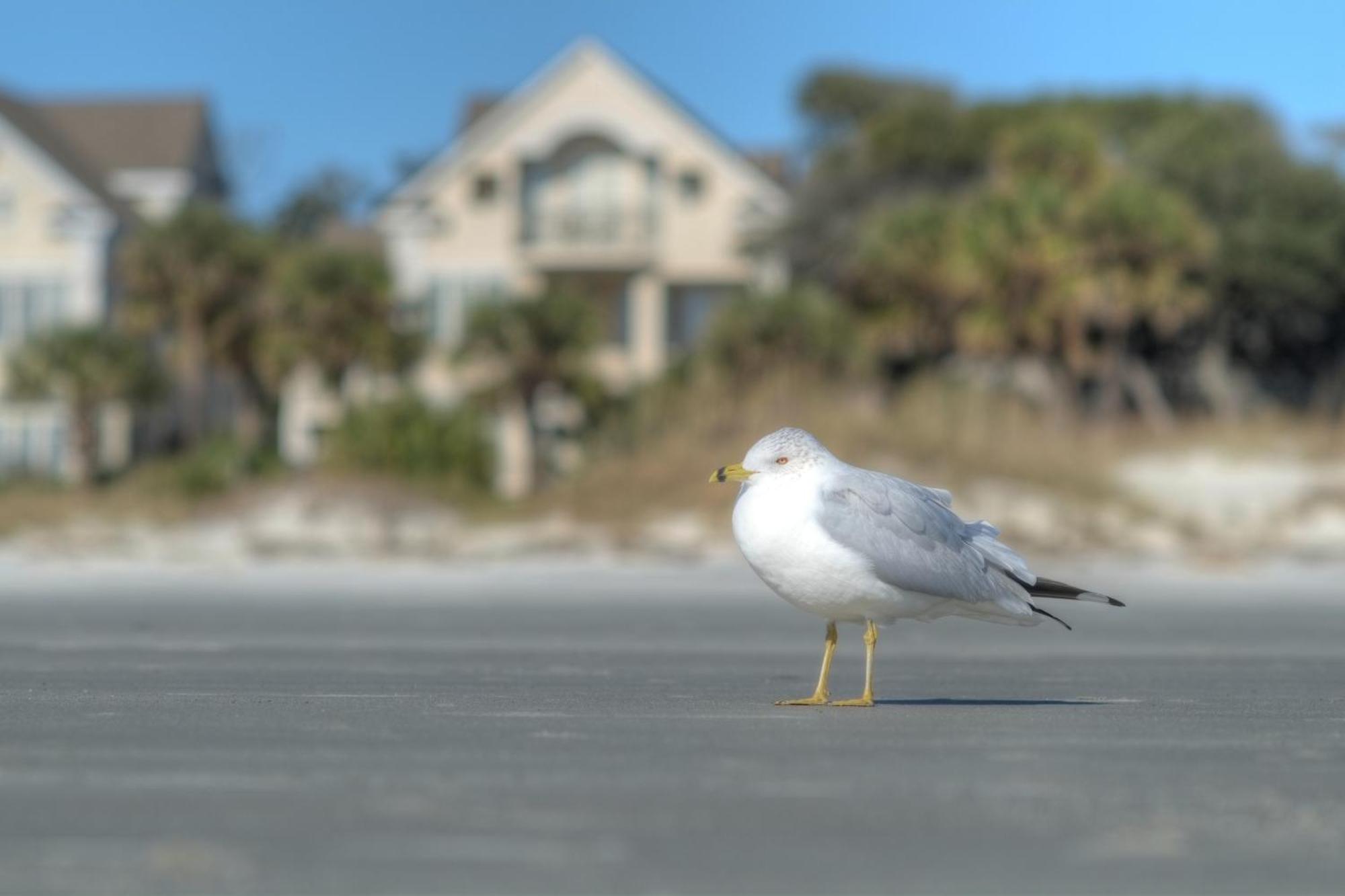 Racquet Club Villas Hilton Head Island Zimmer foto
